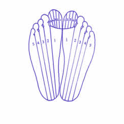 The 10 zones of the feet reflexology diagram.